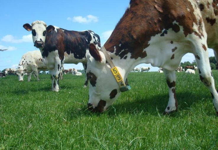 Jusque fin octobre l'herbe est poussante car elle dispose encore de reliquat azoté issu de la minéralisation estivale.