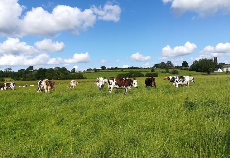 Le pâturage est préconisé au sein du Parc des marais du Cotentin et du Bessin.