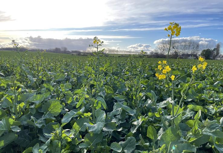"Le marché des huiles est plutôt encombré", a précisé Élodie Turpin, au micro. 