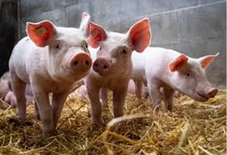 Pour les éleveurs de porcs, il manque 10 €/porc pour atteindre les coûts de production.