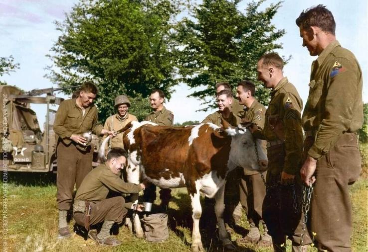 Entre 1941 et 1944, dans le Calvados et la Manche, les archives recensent 30 000 expropriations de terres agricoles pour accueillir les cinquante batteries d'artillerie et les 520 km2 de champs de mine.