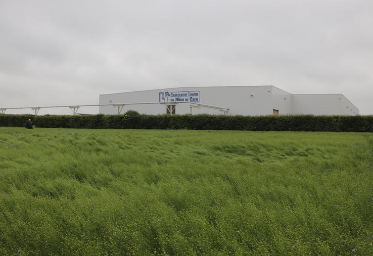 La Coopérative linière du nord de Caen a mené des essais variétaux sur le lin d'hiver. Elle a proposé un premier bilan, en fin de croissance, à ses adhérents, mardi 5 mai. Ce n'est pas la météo capricieuse qui a eu raison de l'événement. Bien au contraire, les gouttes de pluie ont permis aux liniculteurs de venir assister à la rencontre.