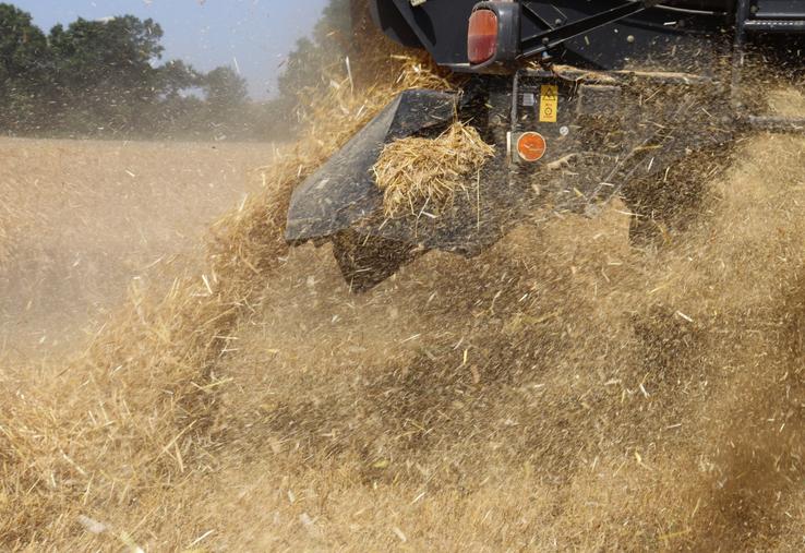 Le battage de l'orge est lancé dans le sud du département.