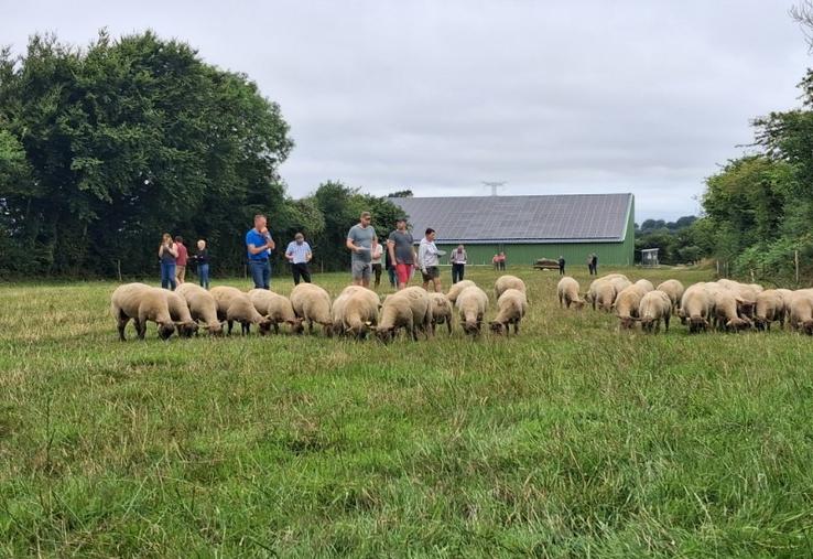 Depuis le 16 mai, les béliers sont entrés au centre d'élevage accueilli par Jean-François Groult, éleveur à Flottemanville-Hague.
