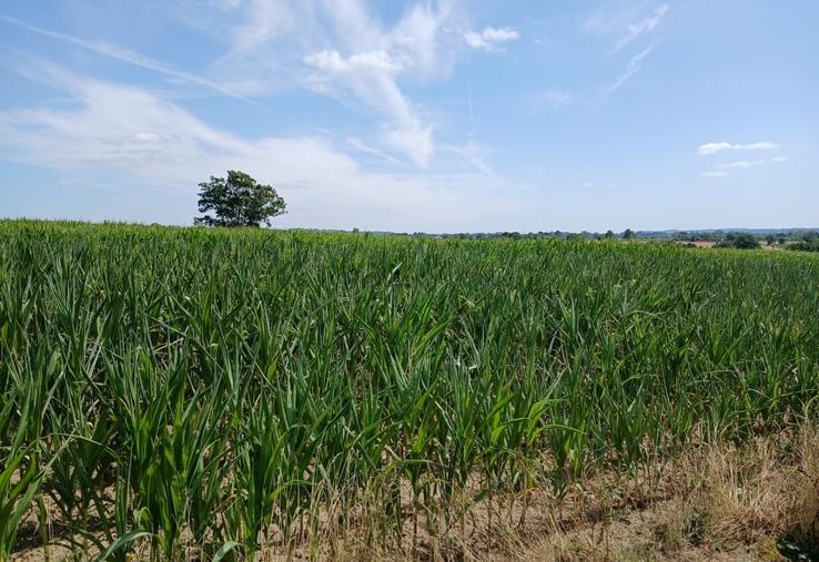 Maïs ensilage souffrant de la sécheresse secteur sud-Manche.