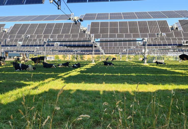 Chez Yoann Bizet, la canopée agricole a permis le retour au pâturage pour les vaches laitières. Lors du dôme de chaleur fin juin 2026, elles se sont accommodées du stress climatique.