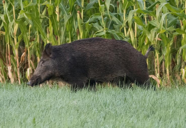 Ouverture de la chasse : 20 septembre dans l'Orne et le Calvados, 27 septembre dans la Manche et l'Eure.
