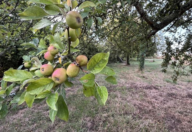 Après une année 2025 exceptionnelle pour la pomme à cidre, l'année de retour de production est pénalisée.