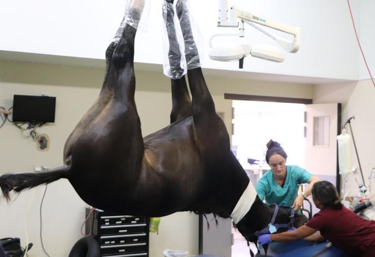Un cheval sous anesthésie au bloc chirurgical. Au CHVE de Livet, les box post-opératoires sont capitonnés. "Le réveil est une période critique de la chirurgie, avec un taux de mortalité opératoire plus élevé que chez l'humain."