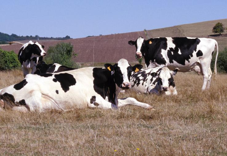 Une prairie jaunie par le manque d'eau : les représentants des éleveurs contestent régulièrement l'évaluation des pertes.