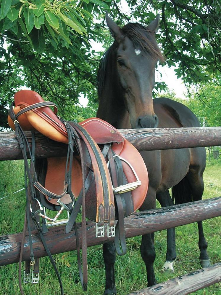 De nombreux cavaliers souhaitent une approche plus naturelle et plus complice avec leur monture.
