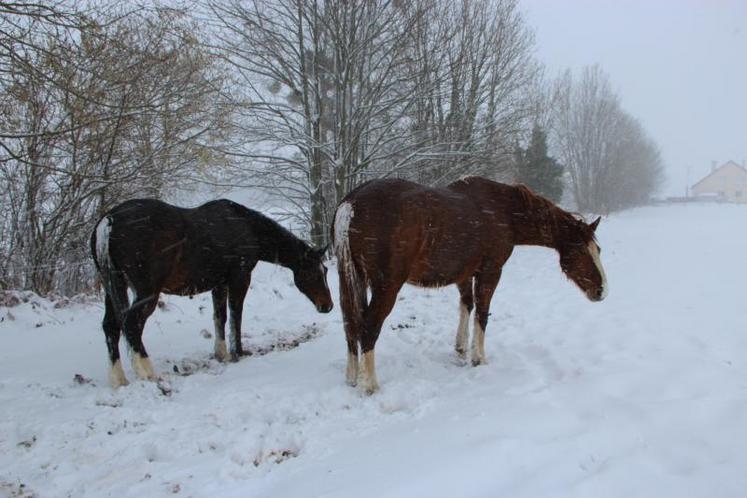Si les bovins sont retournés à l’étable, les chevaux résistent vaillamment au mauvais temps.
