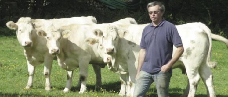 Jean-Yves Fritel au milieu de ses vaches prêtes à vêler.