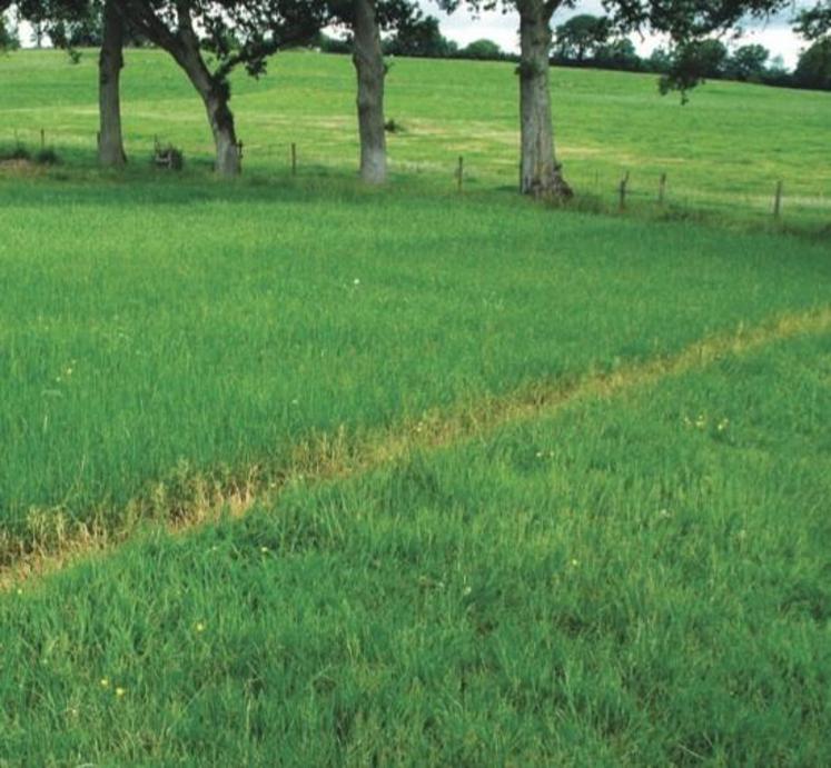 Au 1er plan, prairie initiale et en arrière-plan résultat sur semis
mécanique prairie.