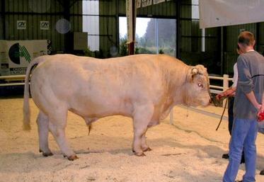 Grand Prix d'Honneur mâle : UNIVERS, de l'EARL Delcourt à Potigny (14), né le 07/01/2003 de père IGLOO.MIC.