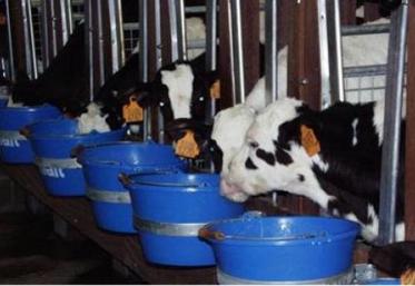 Le veau semble aussi pénalisé par un excédent de production face à une baisse de la consommation.