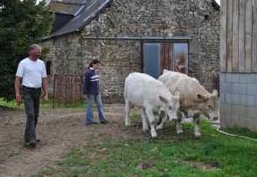 A l’Earl Châtelier, on affiche ses objectifs en terme de sélection : “de la taille et du développement. Après, on essaye de ramener de la viande tout en conservant des vaches qui produisent du lait”. 