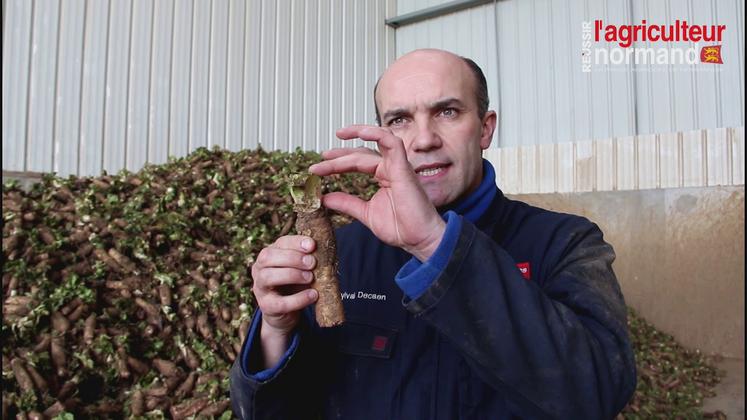 Preview image for the video "Les endives Decaen (partie 2)".