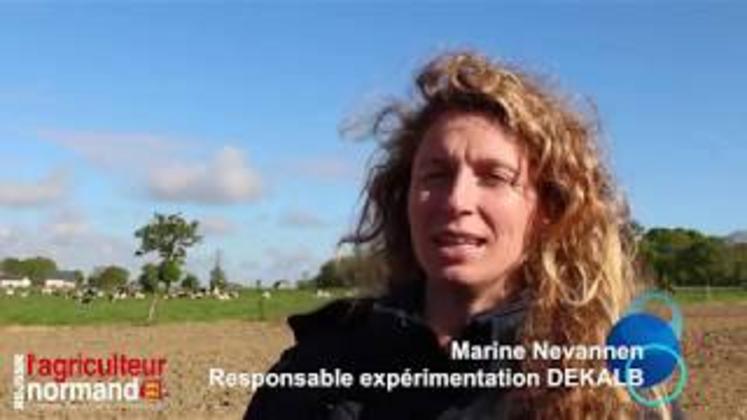 Preview image for the video "#Dekalb Variation de densité de semis de maïs : l'expérimentation rend son verdict".